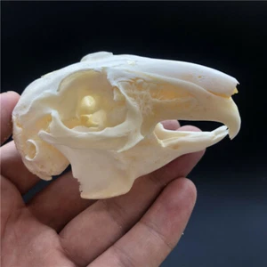 1 Pz Esemplare Teschio di Coniglio Vero Esemplare Osso Animale Collezione Dalla Fattoria - Foto 1 di 10
