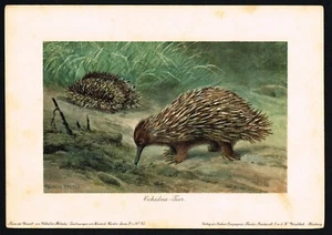 Echidna Antik Druck 1900 - Stacheliger Ameisenbär Monotreme Australien - Heinrich Harde - Bild 1 von 7