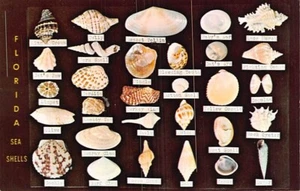 Postkarte FL: Florida Muscheln, Chrom, unbespielt - Bild 1 von 2