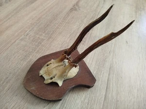 vintage Real  Skull with Horns, white bone, animal skull. Original 1920-30. Shl4 - Picture 1 of 17