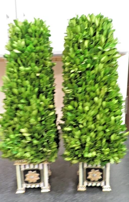 2 obeliscos topiarios Mackenzie-Childs de boj conservados reales Foto 1 de 4