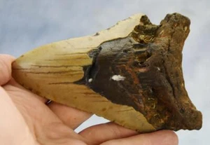 Megalodon Shark Teeth XLG Real FOSSIL 5 - 24 million year old 131mm 5.2" 596dd - Picture 1 of 16