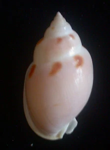 Gema Seashell Semicassis glabrata 58 mm - Imagen 1 de 3