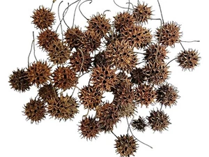 sweet gum seed pods for reptiles ( read description) - Picture 1 of 5
