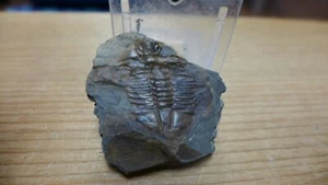 GEOLOGICAL ENTERPRISES Ordovician  TRILOBITE Cnemidopyge nuda Wales - Picture 1 of 4