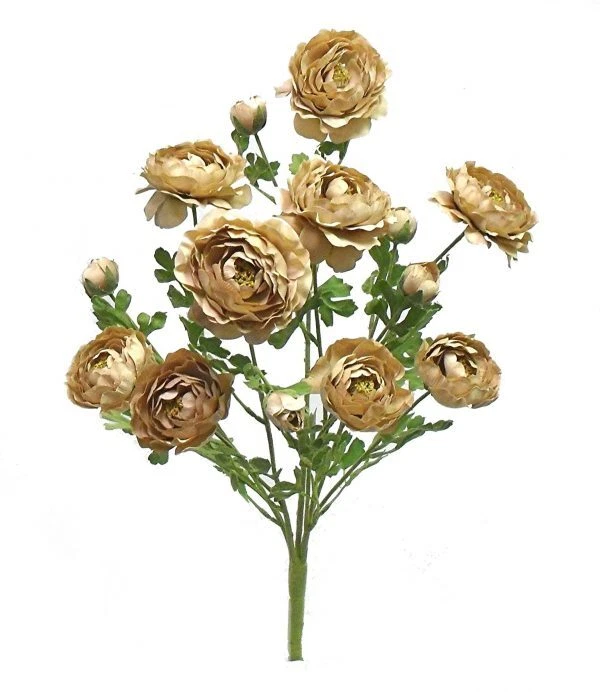 Ranunculus Bush 5 tallos 22 pulgadas beige Foto 1 de 1