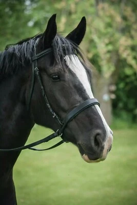 ThinLine EZ Harmony Bitless Noseband Bridle Converter - English or Western - Image 1 of 2