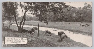 Hershey Bar Sized Postcard 1.4BW Hershey Herd In Clover Hershey Chocolate Co. - Picture 1 of 2