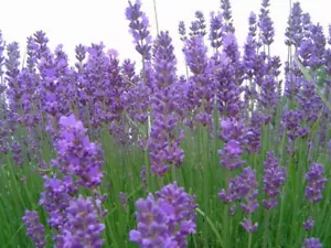 500 SEMI /seeds DI LAVANDA vera PROVENZALE (lavandula officinalis) lavandino - Bild 1 von 1