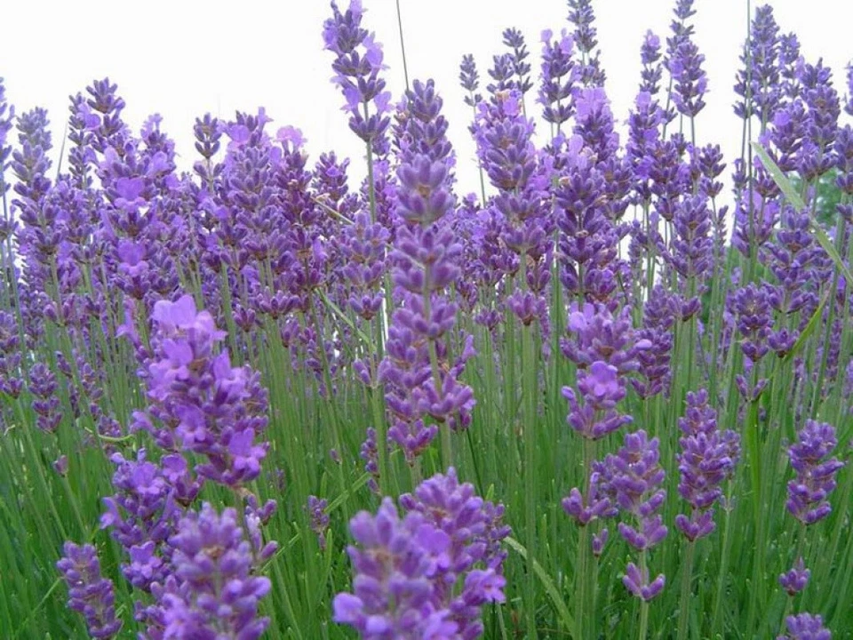 500 SEMI /seeds DI LAVANDA vera PROVENZALE (lavandula officinalis) lavandino