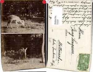 75225,FotoAK 2 Bilder Reh Wild am Waldrand Jagd - Picture 1 of 1