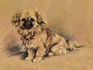 PEKINGESE CHARMING DOG GREETINGS NOTE CARD VERY CUTE SITTING PUPPY DOG - Picture 1 of 1