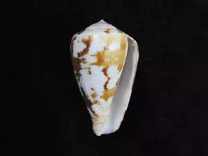 Sea Shell Conus ermineus 51,5 mm ID#6742 - Imagen 1 de 3