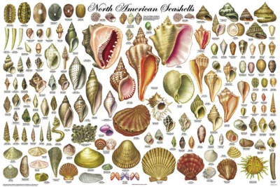 FEENIXX North American Shells Educational Poster 36.5x24.5 - Laminated