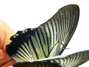 Unmounted Butterfly/Papilionidae - Papilio zalmoxis, FEMALE 2, EXTREMELY RARE! - Zdjęcie 1 z 6