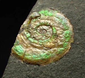 15mm juvenile green iridescent Psiloceras ammonite fossil Jurassic ammolite UK - Picture 1 of 6