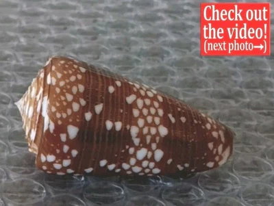 Conus victor #9  54.1mm ULTRA! GIANT DARK WOW BEAUTY! from Indonesia - Image 1 of 4