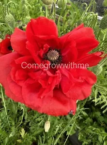POPPY SEEDS MIX OVER 1000 SEEDS FLOWER GARDEN EASY GROW Papaver Seeds - Picture 1 of 4