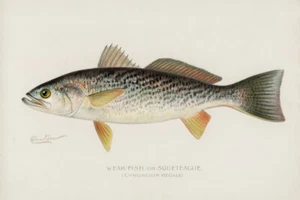 Schwacher Fisch oder Squetacue, Cynoscion Regale von Sherman F Denton Giclée-Kunstdruck - Bild 1 von 3