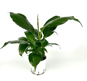 Peace Lily Spathiphyllum Air Purifying Houseplant, 3.5” Pot - Picture 1 of 4