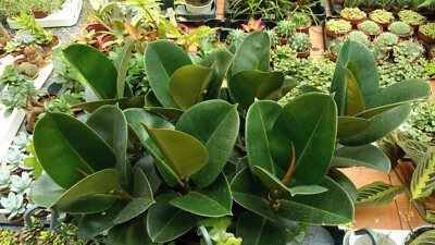 Planta Natural Ficus elastica VERDE Planta natural interior 35 cms - Imagen 1 de 4