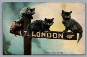 Tuck's postcard Animal Studies, A REST BY THE WAYSIDE cats London sign Ser. 4462 - Picture 1 of 2