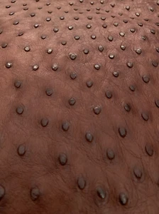 Piel de cuero de avestruz, almendra MD - Imagen 1 de 5