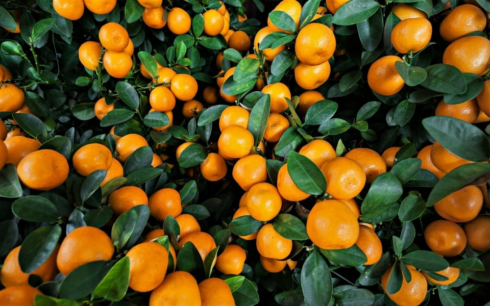 10 Assorted Citrus Seeds Mandarine Tangerine Clementine Satsuma  - Image 1 of 4
