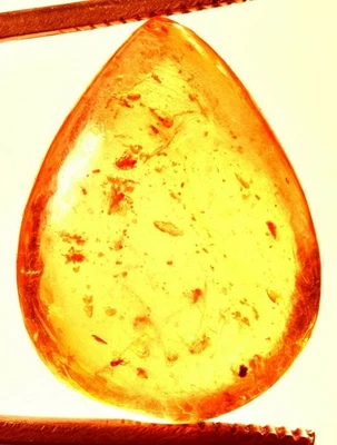15.70 Cts. Natural Genuine Old Baltic Amber Untreated Certified Gemstone - Image 1 of 4