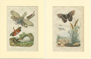 Set of 2 Antique Butterfly Prints of the Black Witch and other Moths - Picture 1 of 3