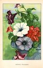 1926 Vintage GARDEN FLOWER "PETUNIA" GORGEOUS COLOR Art Print Lithograph
