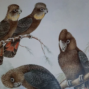 Glossy Black Cockatoo Australian Cockatoos Neville Cayley Art Print Plate 6 - Picture 1 of 2