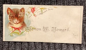 Vintage Viktorianische Katze Kätzchen 1800er Visitenkarte Antik Sammelkarte - Bild 1 von 3