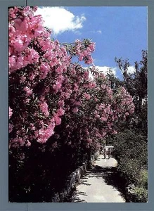 BERMUDA - 1970 - 1980 - Cart. Post. - Turismo - Isola dei fiori - Picture 1 of 1