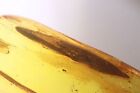Big 20mm! Leaf. Fossil inclusion in Baltic amber #12426