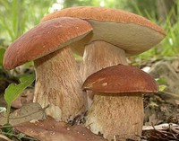 White Cep Boletus Edulis mushroom dry Seeds Mycelium 20 g 