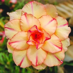 Adenium Obesum Desert Rose Seeds 'Triple Yellow Dream' 5 seeds for $11.45 - Picture 1 of 1