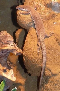 EXTINCT GOANNA LIZARD GLOSSY POSTER PICTURE PHOTO PRINT BANNER 10149 - Picture 1 of 1