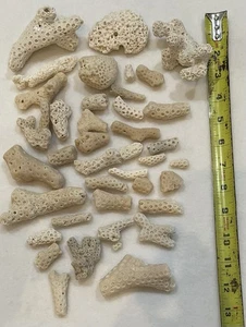 40 VERSCHIEDENE KORALLEN TEILE BONITA SPRINGS FLORIDA " BASTELN & SAMMLER KONVOLUT 40 - Bild 1 von 2