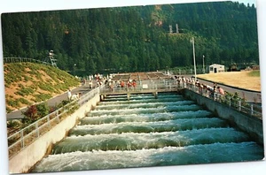 postcard Columbia River Oregon - Bonneville Dam, Fish Ladders - Picture 1 of 2