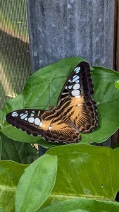 4L 1450K Keilriemen lokal p/u verfügbar - Bild 1 von 1