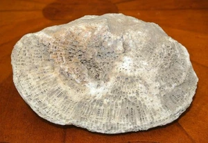WAUKESHA Co Wisconsin Prehistoric Clam Shell Fossil Oyster - Picture 1 of 1