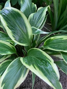 Hosta ‘ Proud Dragon ’ Plantain Lily Plant Shipping Spring 2025 - Picture 1 of 2
