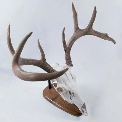 European Skull Mount Table Top Display  Walnut  - Image 1 of 4