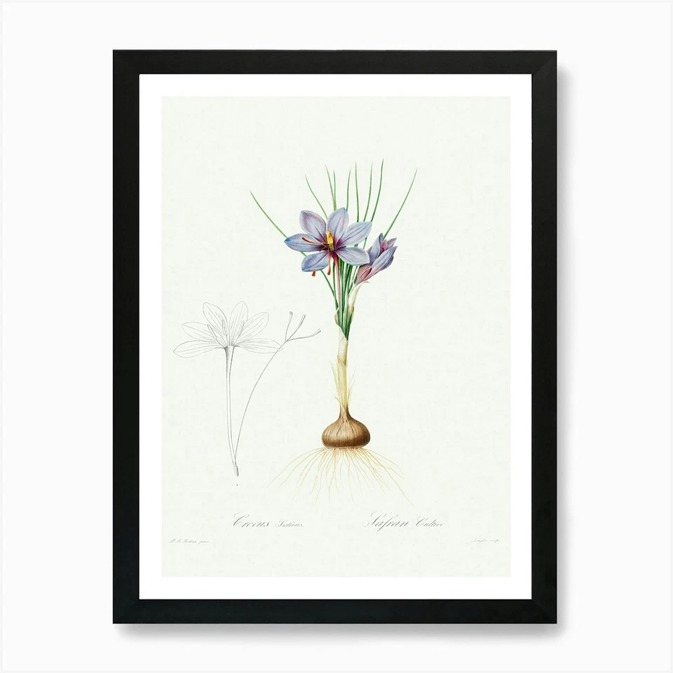 Crocus Sativus, Pierre Joseph Redou gerahmtes Wandbild Poster Leinwanddruck Bild - Bild 1 von 1