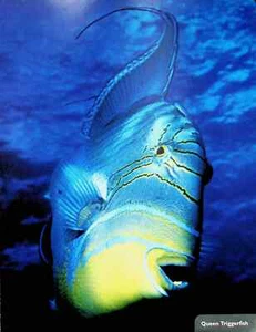 Queen Triggerfish - Ocean / Sea Animal Poster Print 9.5"x 12" - Picture 1 of 1