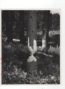Foto de prensa de 1970 Beaver Gnawed Tree Tronk - Jen & Des Bartlett - Imagen 1 de 2