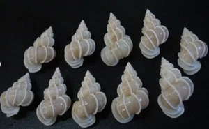 Epitonium scalare 40-44 mm F+++ set of 10 pcs Angelic wentletrap - Picture 1 of 7