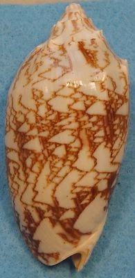 Cymbiola Vespertilio 99mm Isla Pacijan Camotes, Filipinas 10-15 metros Coral  Foto 1 de 4