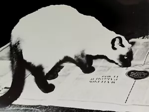 Vintage - Professional Photo - Cat - Large Photo - USSR Period 1950s 🐱 #15 - Picture 1 of 5